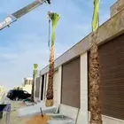 نخل عربي وواشنطونيا واشجار زيتون وسرو