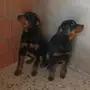كلاب روت وايلر للبيع عدد 4