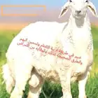 طرق تسمين وتربية البهم