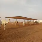 تفصيل مضلات سهل فك وتركيب ابل وغنم