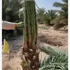 مطلوب فراخة نخل سكري
