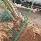 نخل مثمر مجدول سكري اخلاص نخيل عجوه صقعي برني ونانه هلالي