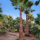 نخل واشنطني زينه نخيل عربي مثمر جثايث فسايل نقايل مشكله