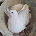 حمام فرنسي ملكي أمهات