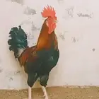 ديك بلدي جامبو