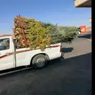 مشاءالله تبارك الله نخل طيب مثمر وزينه