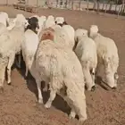 عروض سواكني وحري