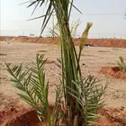 نخل صقعي مجدول فروخ نقايل نخيل اخلاص سكري برحي منيفي شيشي