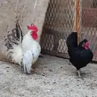 دجاج قزم تم البيع تم البيع