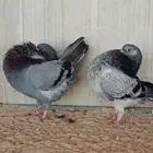 نفاخ أمستردام