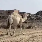 للبيع ناقه وضحاء لقحه في 10 شهور