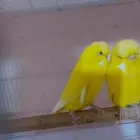 (تم البيع) زوج بادجي انجليزي لاتينو (تم البيع)
