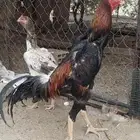 ديك شامو ياباني