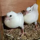 زغاليل للبيع