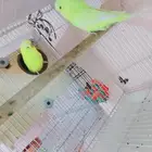 (تم البيع ) زوج بادجي انجليزي لاتينو (تم البيع)