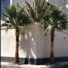 نخل واشنطني درجه اولا