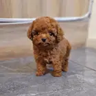 بدول تيكب .. teacup poodle
