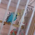(تم البيع) 4 ازواج هوقو (تم البيع)