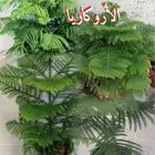 يوجد جميع انواع الاشجار والنباتات يوجد تيل طبيعي يوجد صيانية