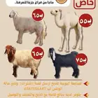 عرض كليو الحاشي 55