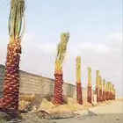 نخيل للبيع جده مكه المكرمه الطايف واصل اليوم
