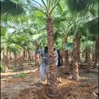 واشنطني زينه ابومروحه