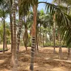 نخيل وشنطني وملوكي واشجار