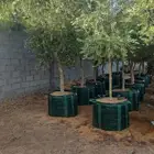 يوجد لدينا جميع انواع الاشجار المثمرة