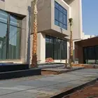 نخل واشنطني للجمال والزينه أوراق خضراء ابو مروحة ملكي