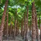 زراعه نخيل عربي واشنطني واعمال الشبوك وتوريدها