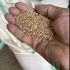 قمح معيه بذور