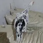 دجاج سندي