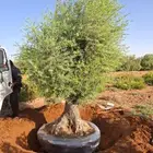 زيتون معمر شجرة بنسيانا اشجار ترمناليا نخل امريكي نخل عربي
