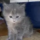 قطه للبيع