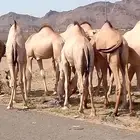 قعدان كفو مبادي او منسبات للبيع رقم اتواصل