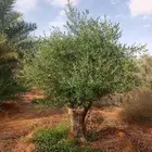 زيتون معمر