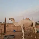 فحل تمامي منتج