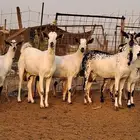 معزاء بيشيات صنف الصنف