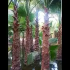 زراعه النخيل الواشنطني الزينه