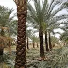 جميع أعمال النخيل العربي والواشنطني