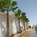 نخل واشنطني للبيع وملوكي