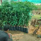 شتلات مانجو مطعم زبده تتوفر جميع الانواع