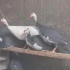 دجاج حبشي بياض