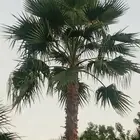 نخل واشنطني زينه جميع المقاسات متوفره توصيل وزراعه