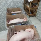 خرفان حريات ماشاء الله تبارك الله للبيع أعمارها من 6.8معل ال
