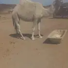 إعلان عن بيع إبل ( يوجد لدينا بكره وضحا هايله بريه )