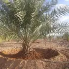 توريد نخل مثمر و زينه