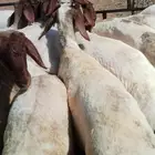 ورشة قصاص غنم