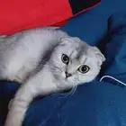 للبيع سكوتش دبل فولد بيور للبيع