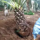 للبيع نخل عربي وواشنطني واشجار زينه ومثمره معاتوصيل والغرس